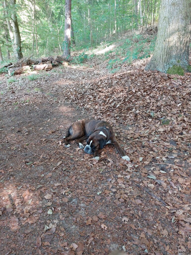 Dea im Wald