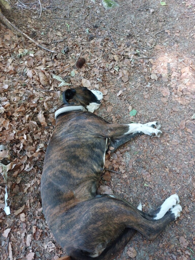 Galaxie geschafft vom Waldspaziergang